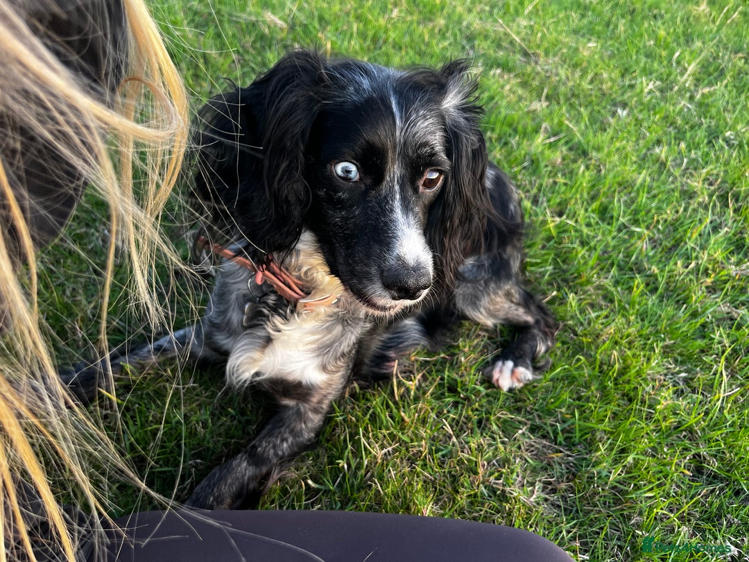Cockapoo dogs for sale: Beautiful F1 Cockapoos For Sale  - Image 12