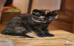 Mixed Breed cats for sale: Bengal-X Kittens - Image 3