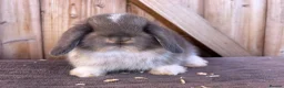 Mini Lop rabbits for sale: Show bloodline mini lop babies for reserve  - Advert 3