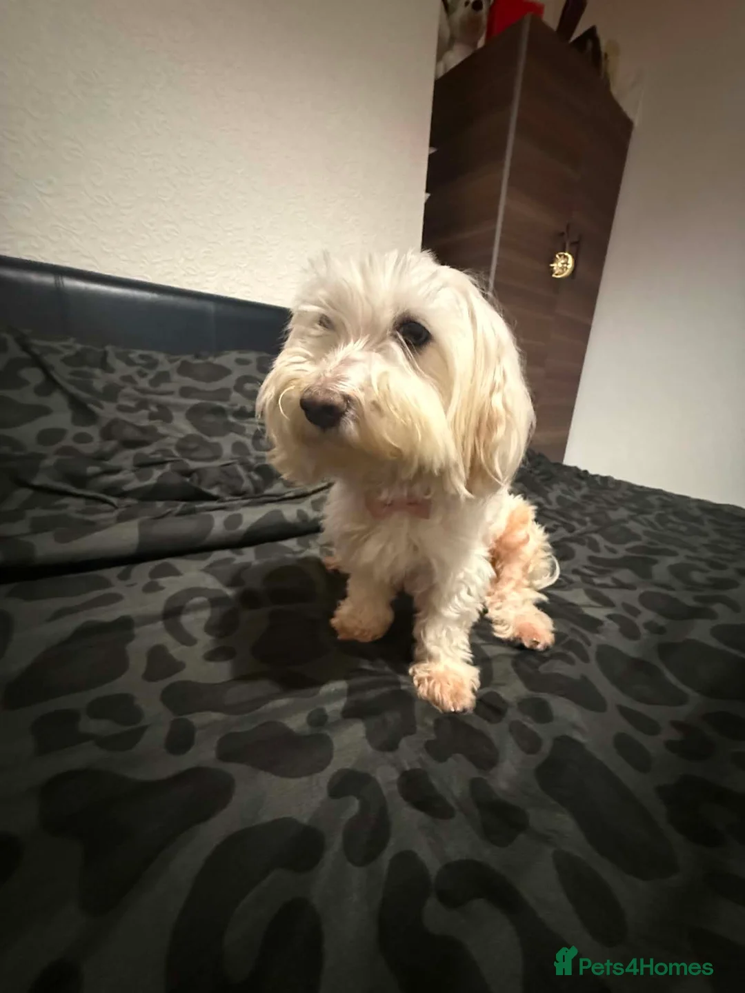 Maltese dogs for sale: Adorable Maltese puppies, ready now - Advert 5