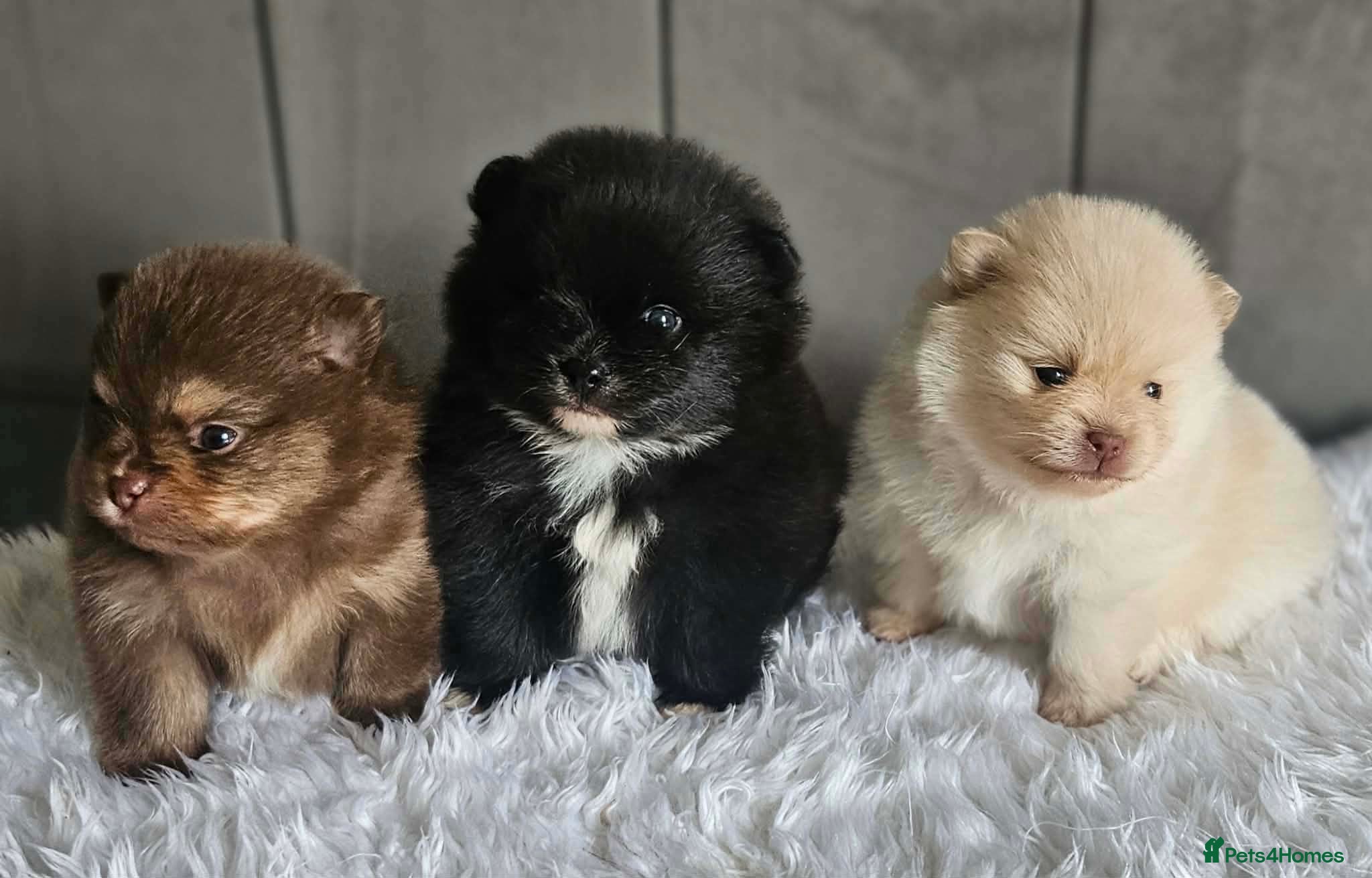 Pomeranian dogs 3 KC POMERANIAN’S AVAILABLE  - Advert 1