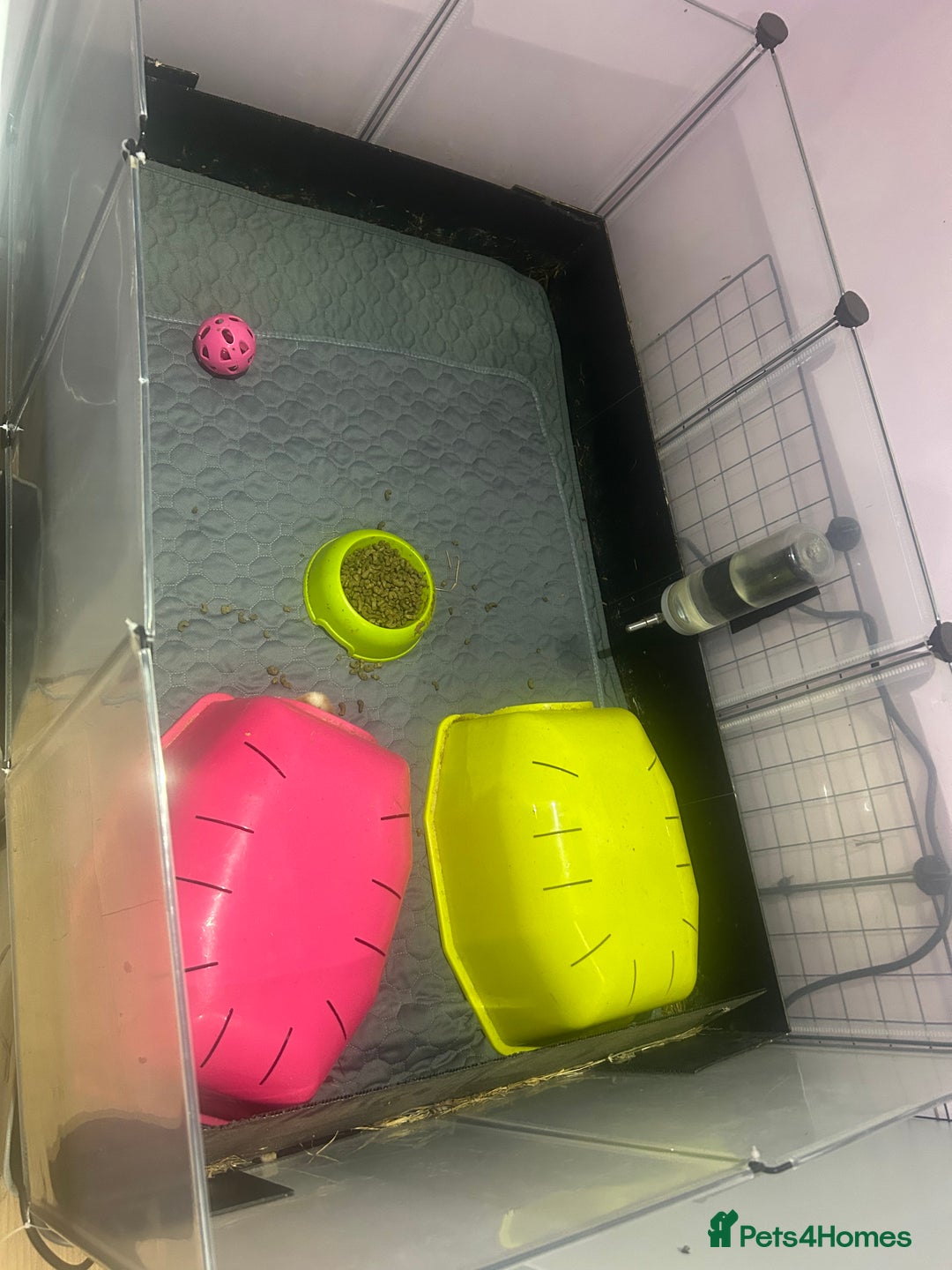 Guinea Pig rodents for sale: Two female guinea pigs needing a loving home  - Advert 7