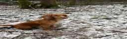 Cocker Spaniel dogs for sale: Working Cocker Spaniels puppies for Sale in Dorking - Advert 3