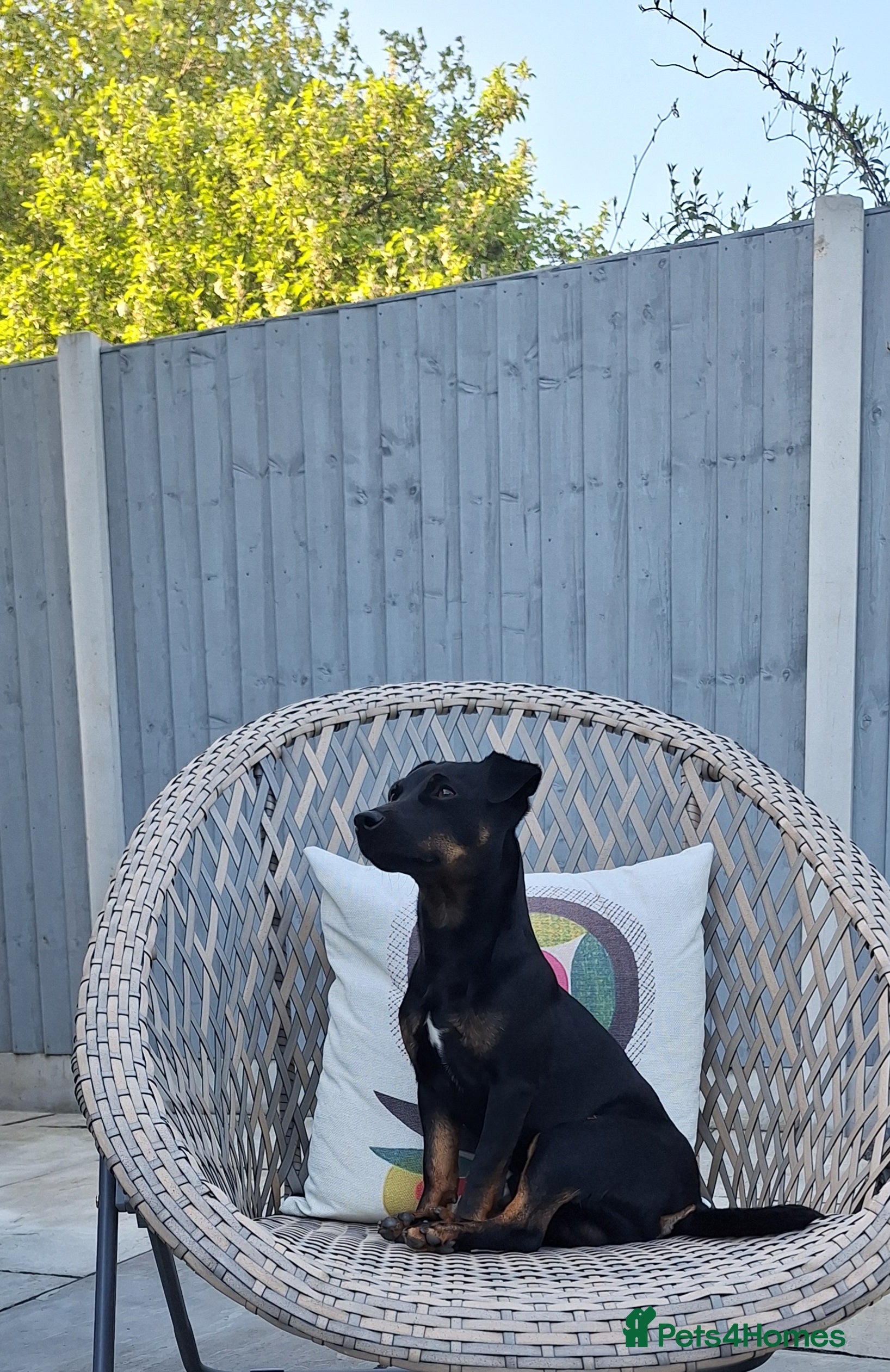 Jack Russell dogs Jack Russel stud - Nero - Advert 1