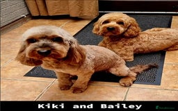 Cockapoo dogs for sale: Cockapoo's - Image 1