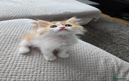 Scottish Fold cats for sale: Scottish Straight purebred kittens  - Image 23