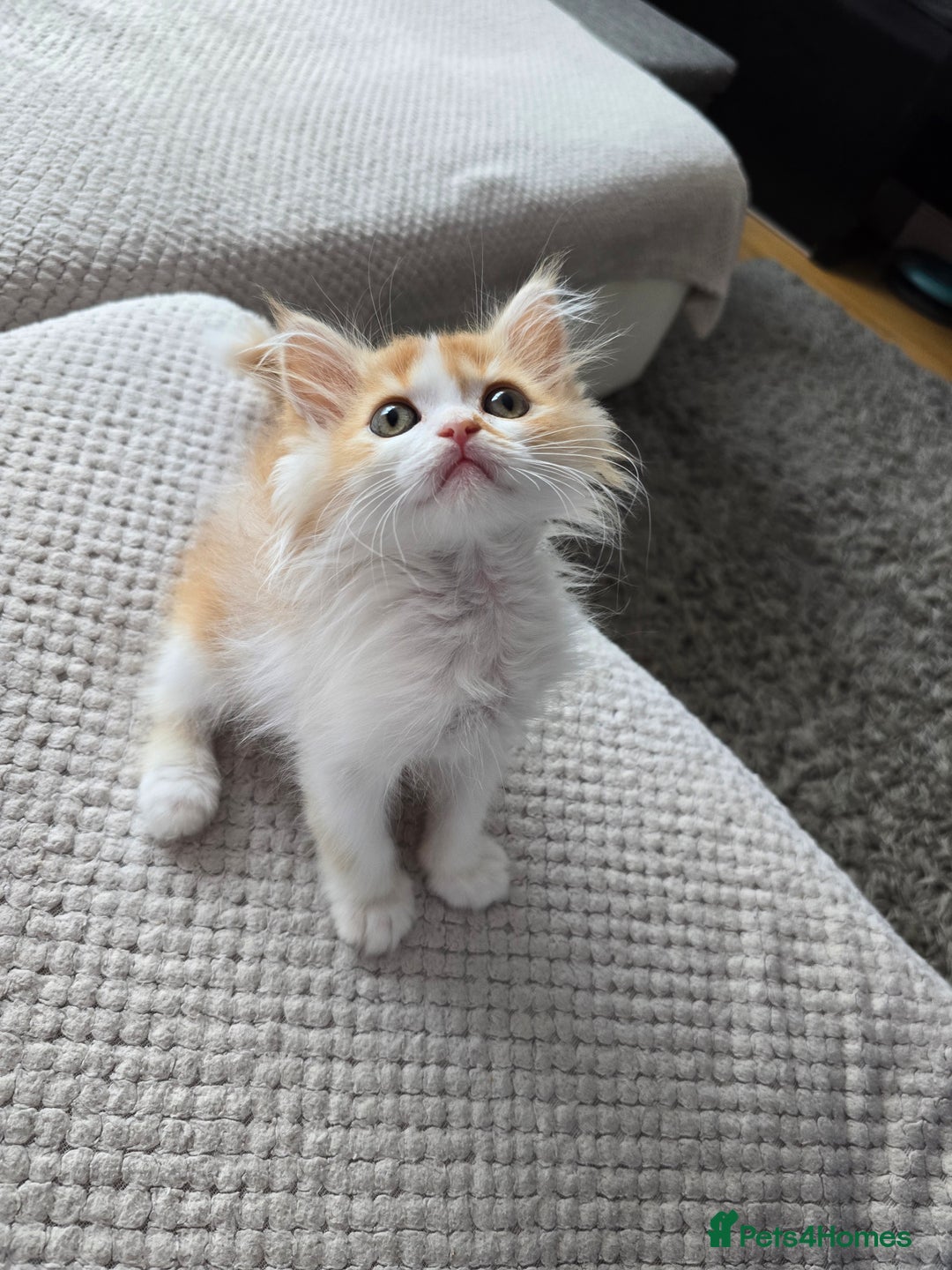Scottish Fold cats for sale: Scottish Straight purebred kittens  - Image 23