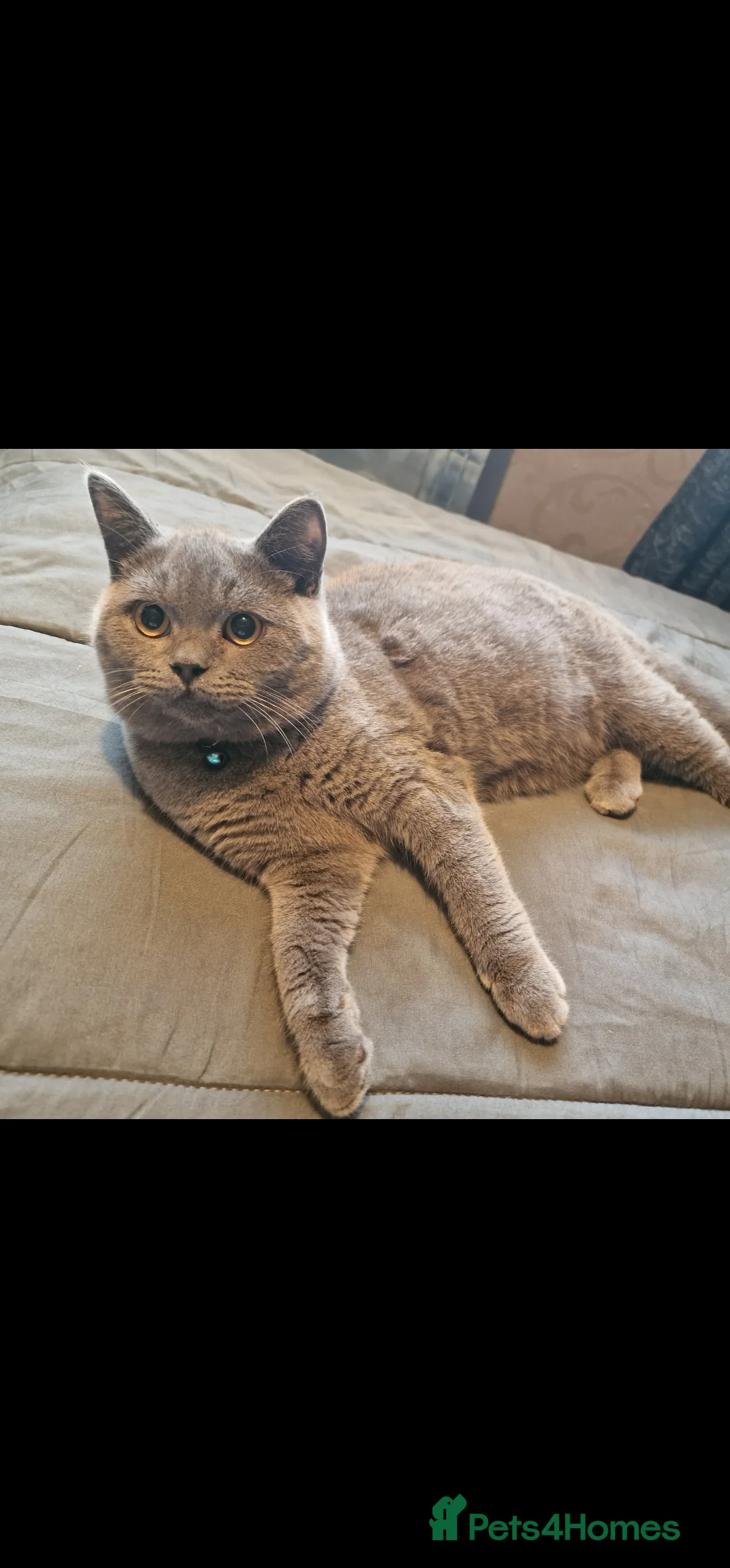 British Shorthair cats for sale: Big loving elvis - Advert 6