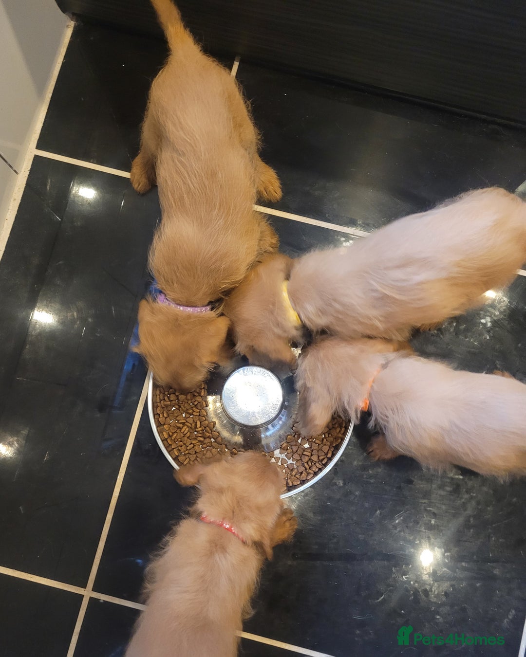 Labradoodle dogs for sale: F1 Miniature labradoodles 4 GIRLS LEFT  - Image 7