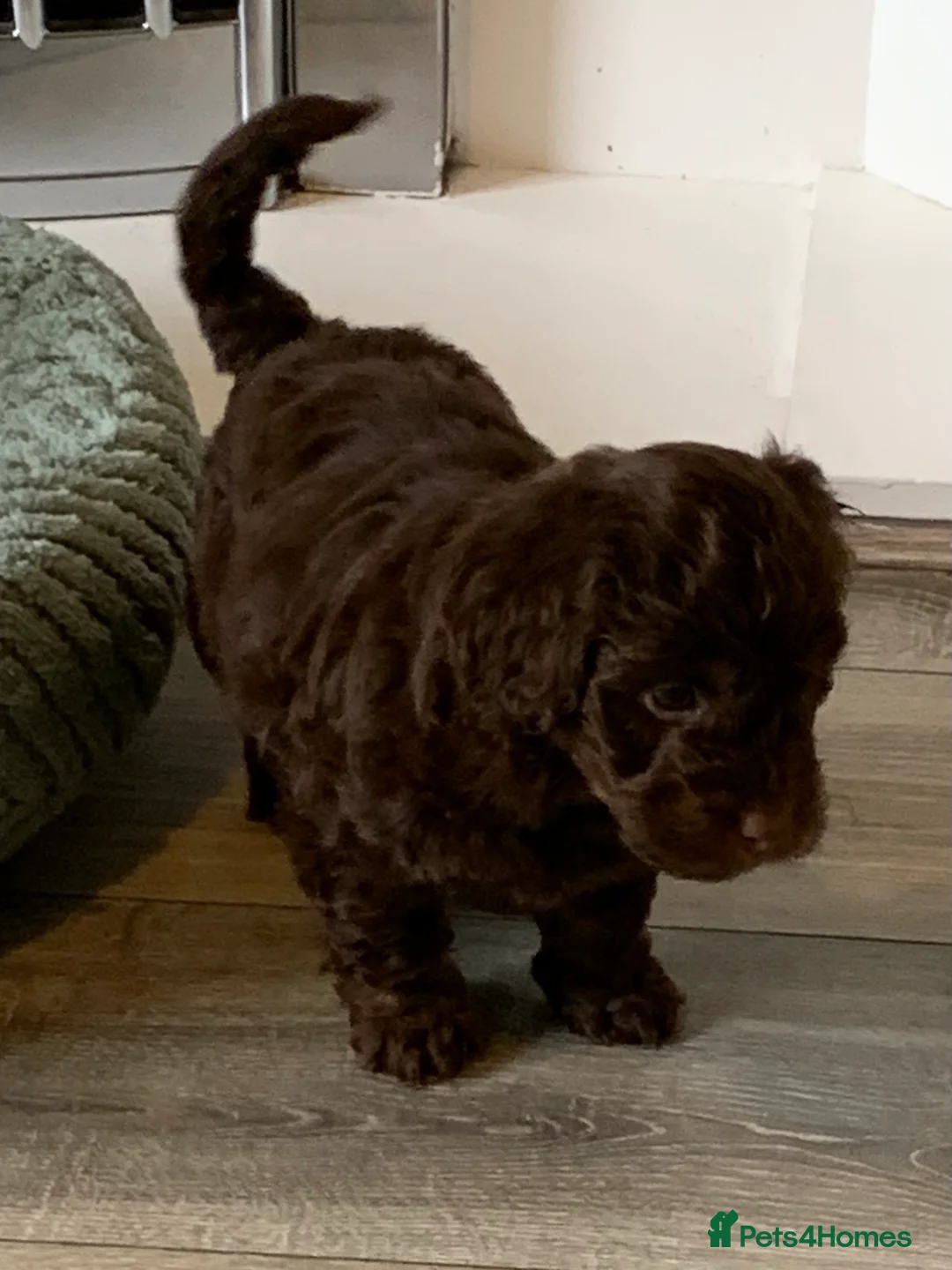 Cockapoo dogs for sale: Healthy toy poodle companions  - Advert 7