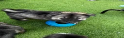 Eurasier dogs for sale: Eurasier Puppies - Kennel Club Registered  - Advert 20