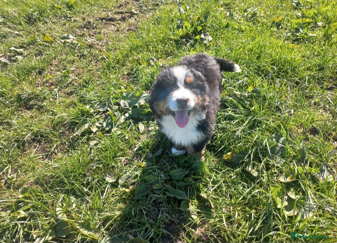 Bernese Mountain Dog dogs Beautiful Bernese Mountain Dog Puppy - Advert 6