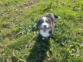 Bernese Mountain Dog dogs Beautiful Bernese Mountain Dog Puppy - Advert 13