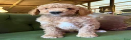 Bernedoodle dogs for sale: F1b Apricot Medium Bernedoodle  - Advert 18