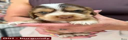 Cocker Spaniel dogs for sale: Stunning Show Cocker Spaniel puppies DNA tested - Advert 20