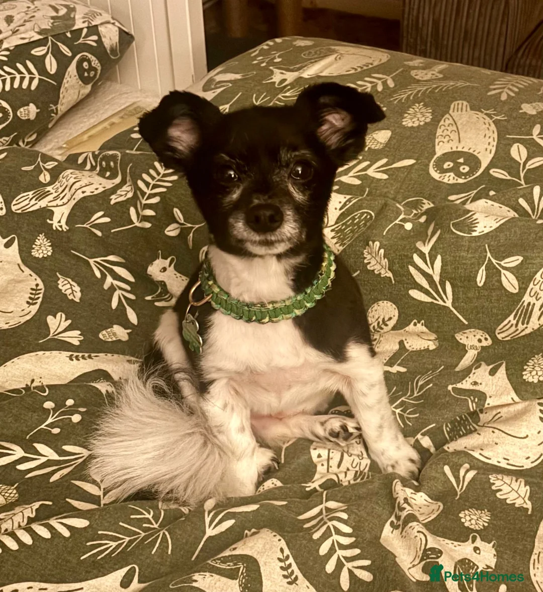 Mixed Breed dogs for adoption: 💙🐶 LEO – A Sensitive Little Soul in Washington - Advert 7