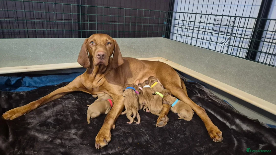 Hungarian Vizsla dogs for sale: Hungarian Wirehaired Vizsla - Advert 18