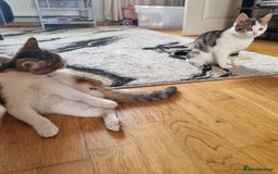 Mixed Breed cats for sale: 2 Beautiful Kittens For Sale !!! - Image 9