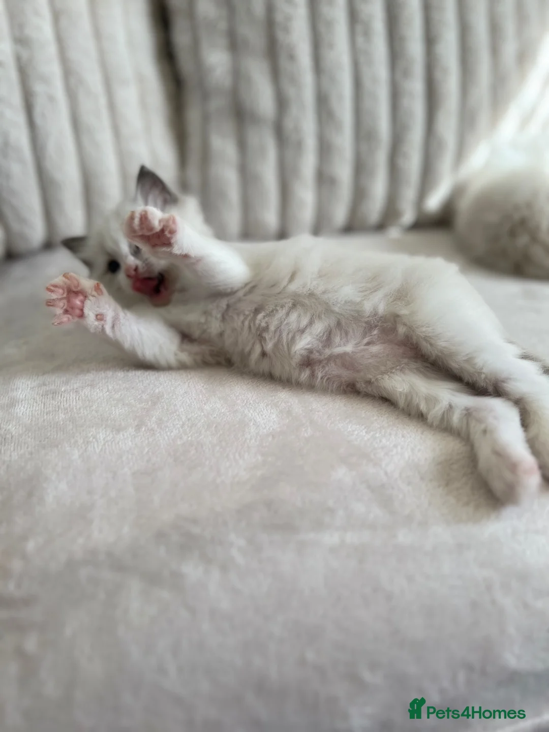 Ragdoll cats for sale: TICA REGISTERED Gorgeous Ragdoll Kitten - Advert 24