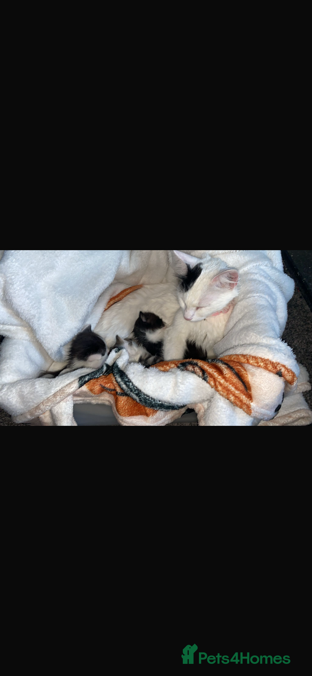 Turkish Angora cats for sale: Male kitten - Image 1