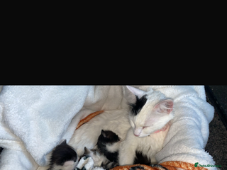 Turkish Angora cats - Advert 1