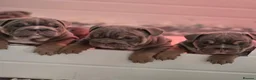 English Bulldog dogs for sale: Premium KC Registered English Bulldog Puppies   - Advert 2