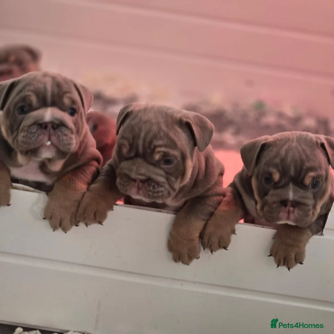 English Bulldog dogs for sale: Premium KC Registered English Bulldog Puppies   - Advert 2