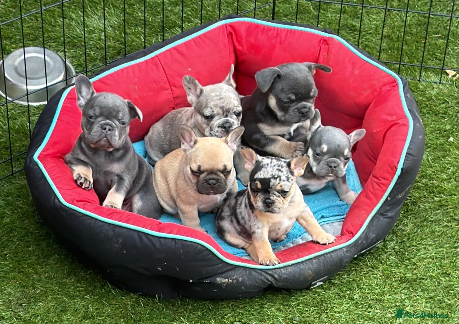 French Bulldog dogs 6 stunning French bulldogs  - Advert 14