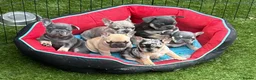 French Bulldog dogs for sale: 5 stunning French bulldogs  in Wokingham - Advert 3