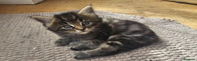 Maine Coon 2