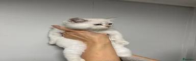 Scottish Fold 1