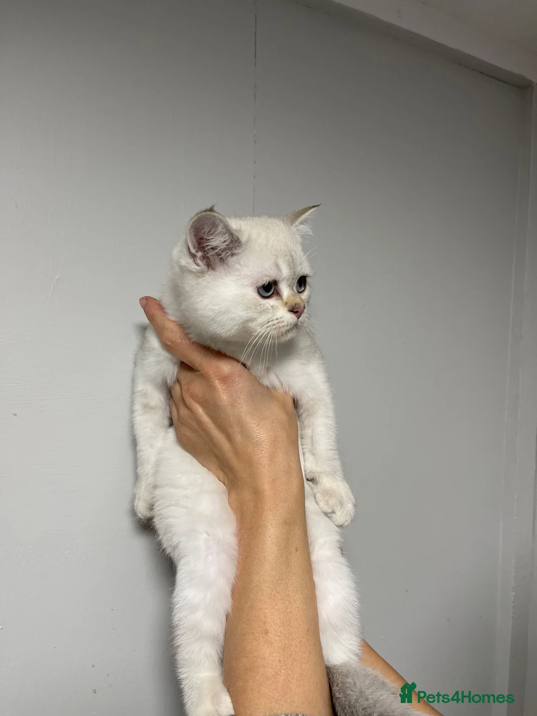 Scottish Fold cats for sale: LOVELY PUREBRED SCOTTISH FOLD KITTENS  - Advert 2