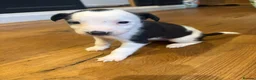Mixed Breed dogs for sale: Puppies for sale - Advert 7