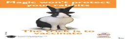 Continental Giant rabbits for sale: PURE Continental Giants - Vaccinated- RESERVE    - Advert 6