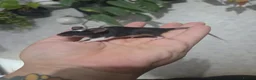 Mouse rodents for sale: Female mice various colours (READ AD) - Advert 2
