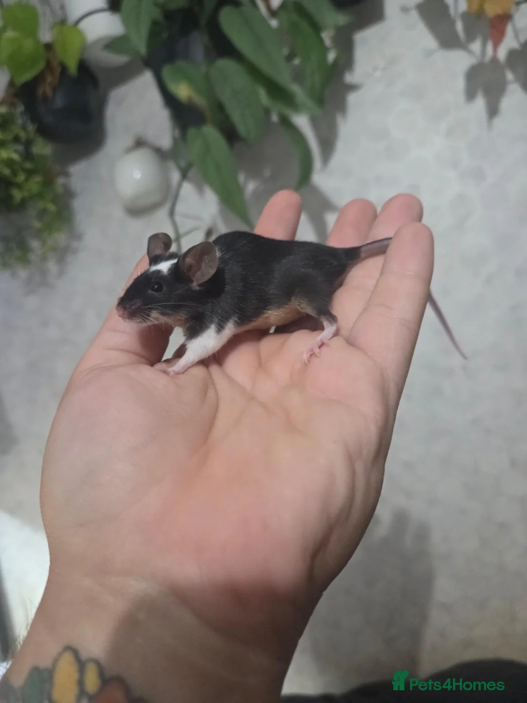 Mouse rodents for sale: Female mice various colours (READ AD) - Advert 2