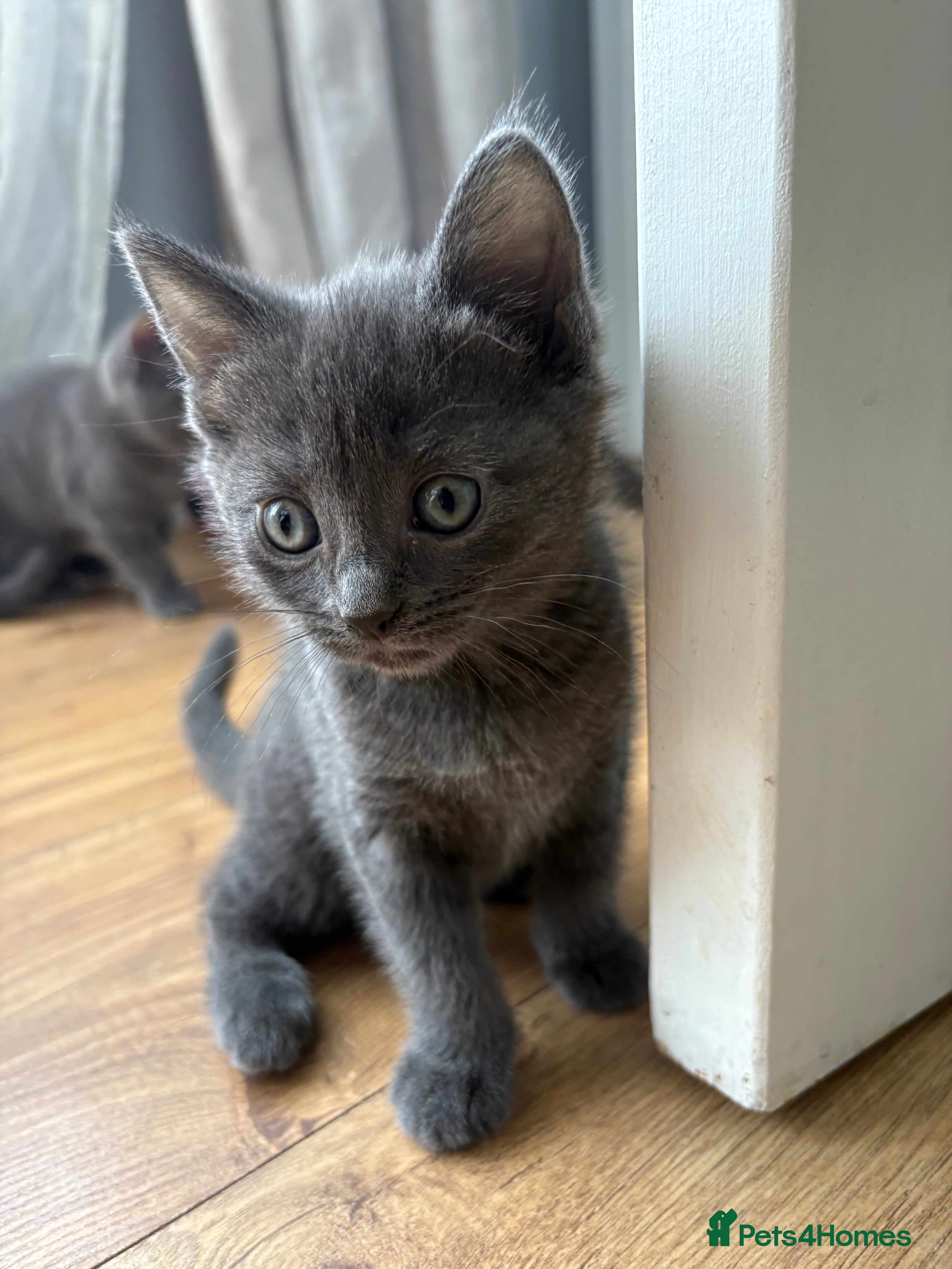 Mixed Breed cats Grey, Playful Kittens - Ragdoll Grandmother - Advert 2