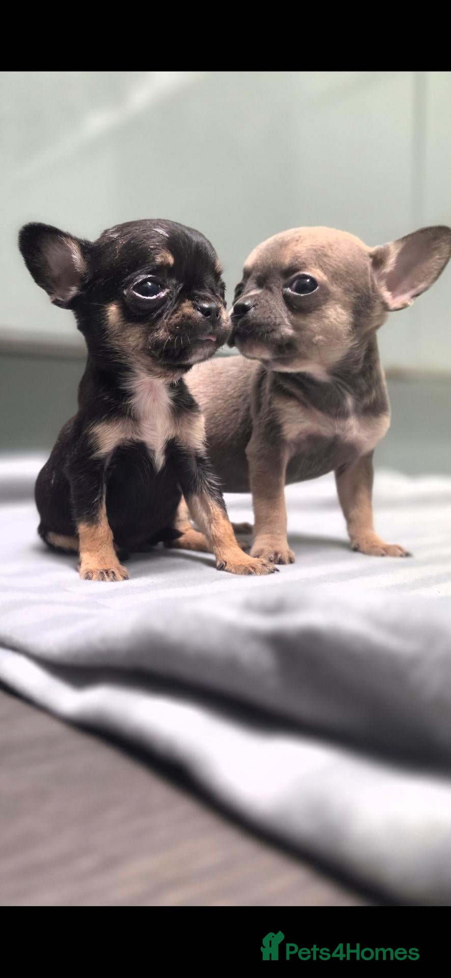Mixed Breed dogs Bullhuahua puppies (French BulldogXChihuahua) - Advert 6