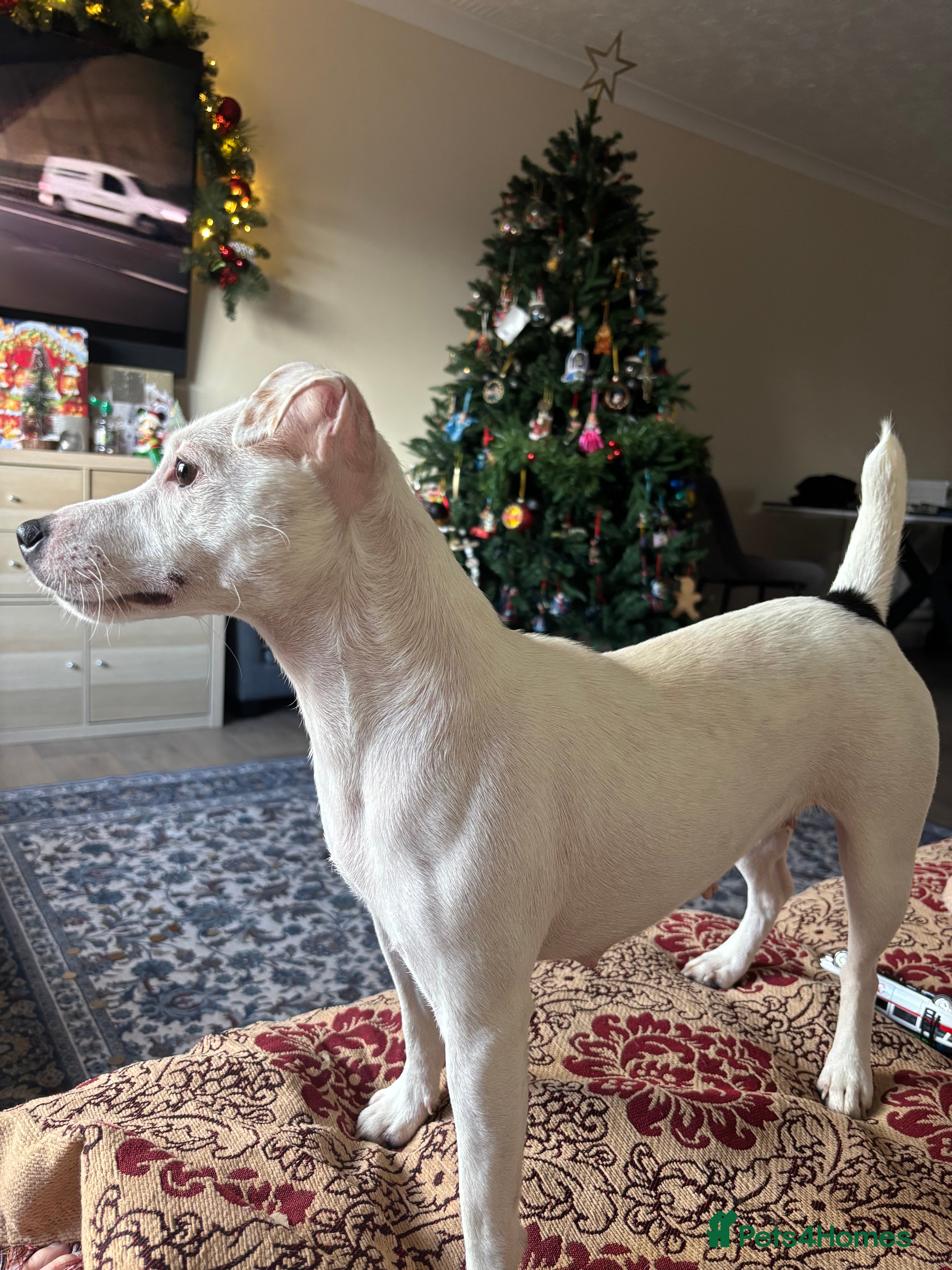 Jack Russell dogs jack Russell 2 years old  - Advert 1