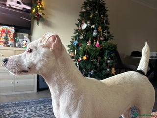 Jack Russell dogs jack Russell 2 years old - Advert 16