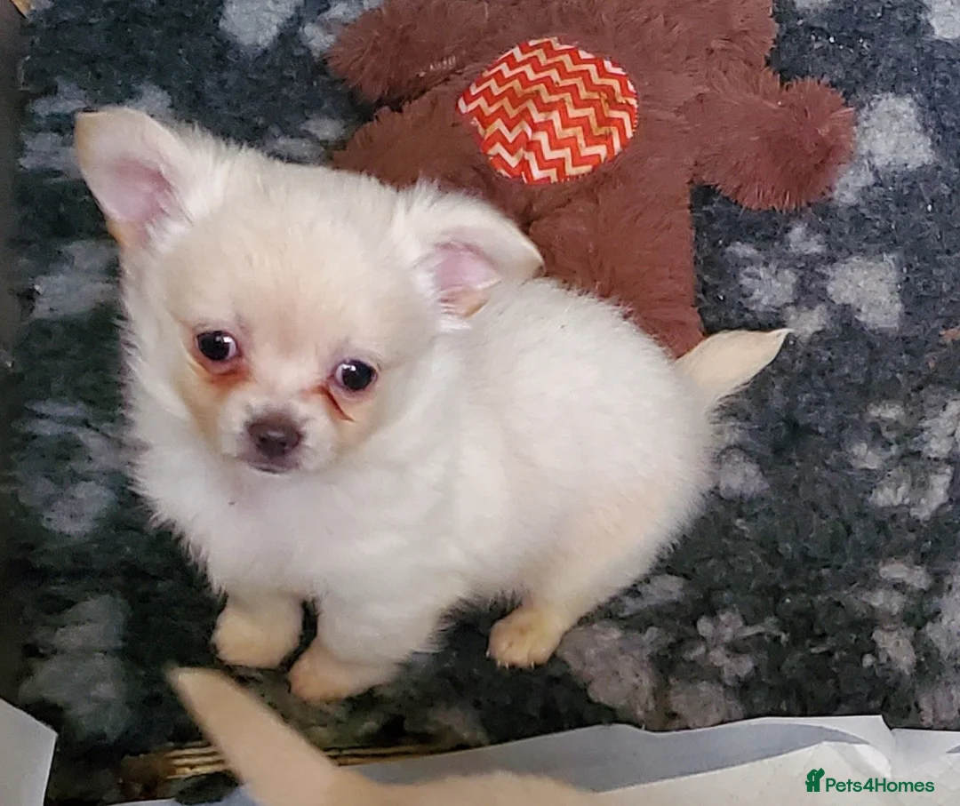 Chihuahua dogs for sale: Chihauhau male in Yelverton - Advert 3