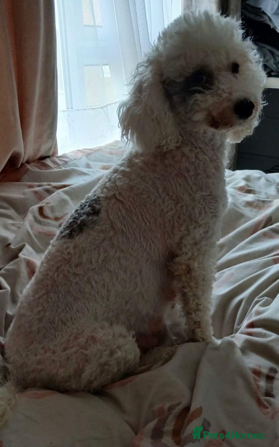 Miniature Poodle dogs for sale: Poodles - Image 4