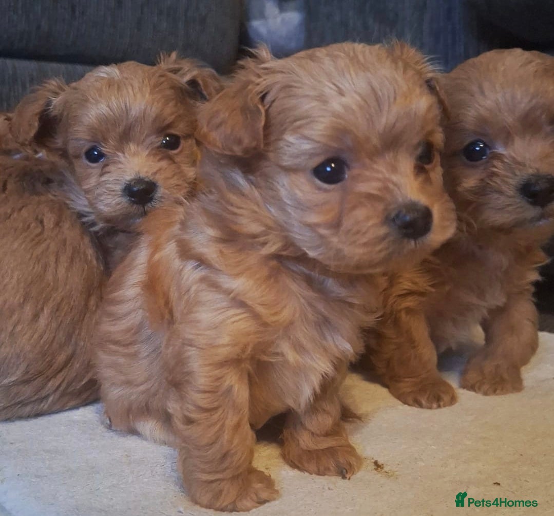 Chipoo dogs Asian chipoo  - Advert 1