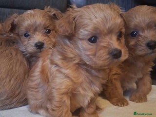 Chipoo dogs Asian chipoo - Advert 1