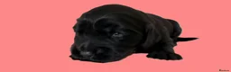 Cocker Spaniel dogs for sale: Cocker Spaniel puppies - Advert 18