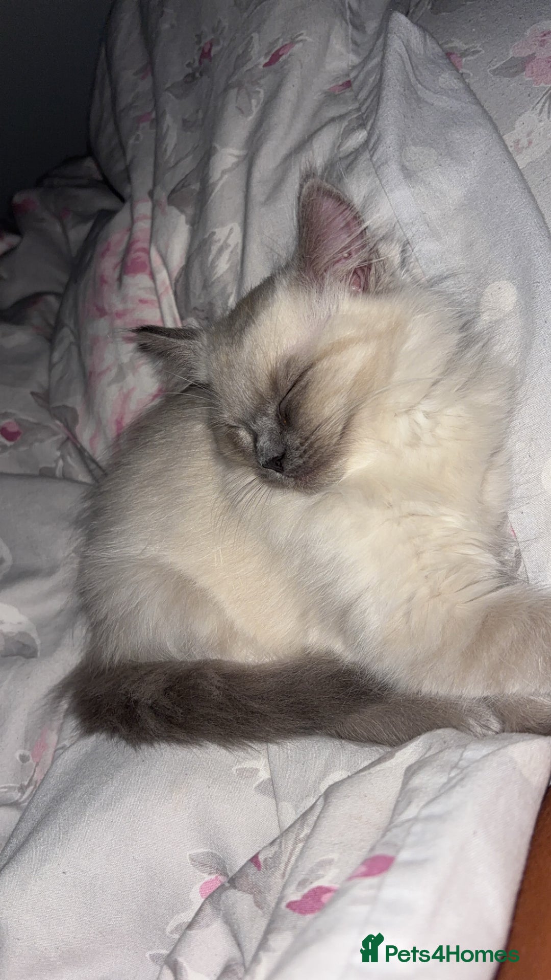 Ragdoll cats for sale: READY TO LEAVE Purebred ragdolls - Image 32
