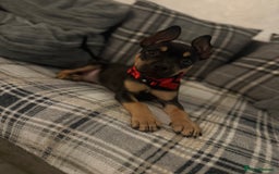 Mixed Breed dogs for sale: Kye 16 weeks old  - Image 6