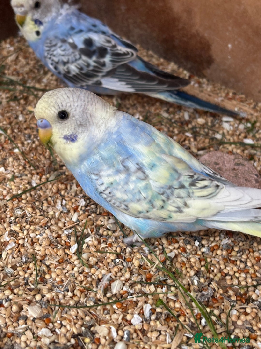 Budgerigars birds for sale: Budgies for sale £15 in Lincoln - Image 3