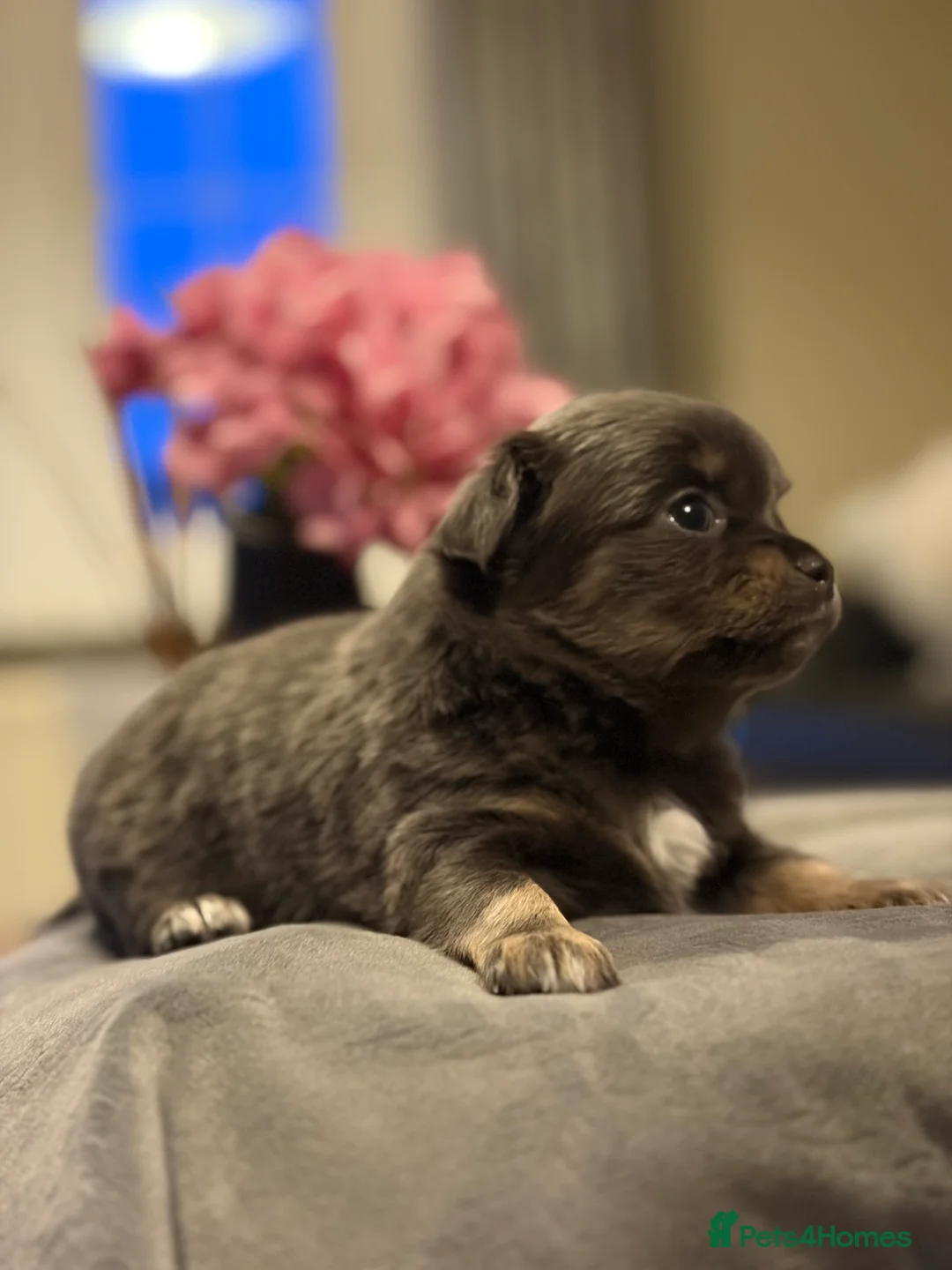 Chihuahua dogs for sale: Beautiful chihuahua puppies in Leatherhead - Advert 19