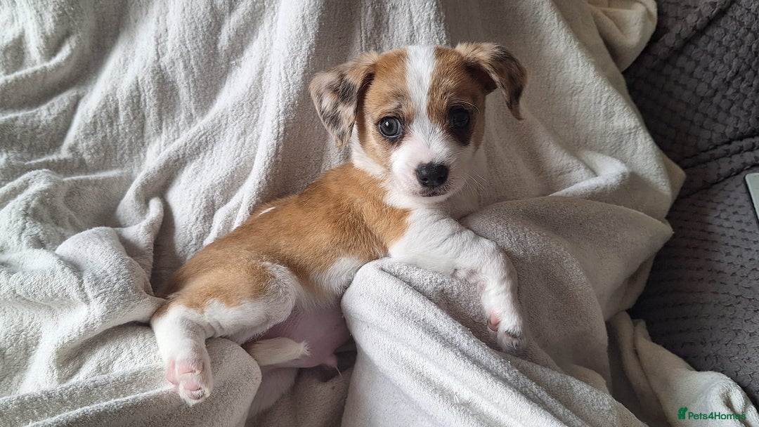Mixed Breed dogs for sale: Hi my name is Boo - Image 6